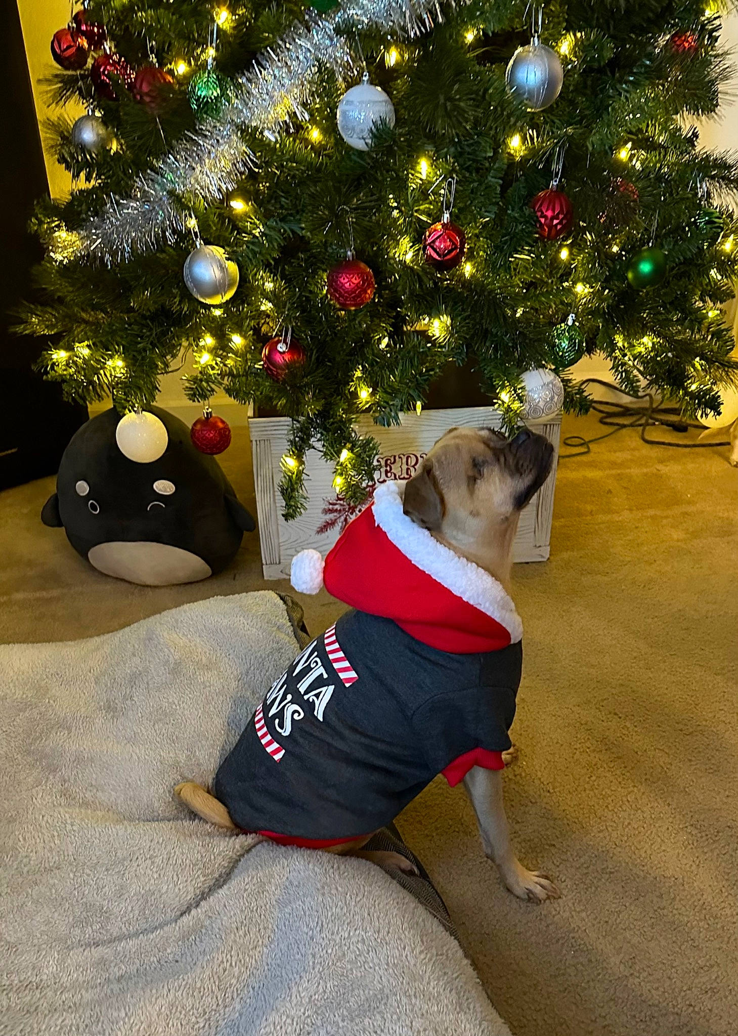 Mocha is registered to the contest to win money with this photo: carmine, christmas, christmas_decoration, christmas_ornament, christmas_tree, conifer, event, evergreen, fawn, flooring, holiday, holiday_ornament, human_body, human_leg, interior_design, lap, ornament, plant, tradition, tree