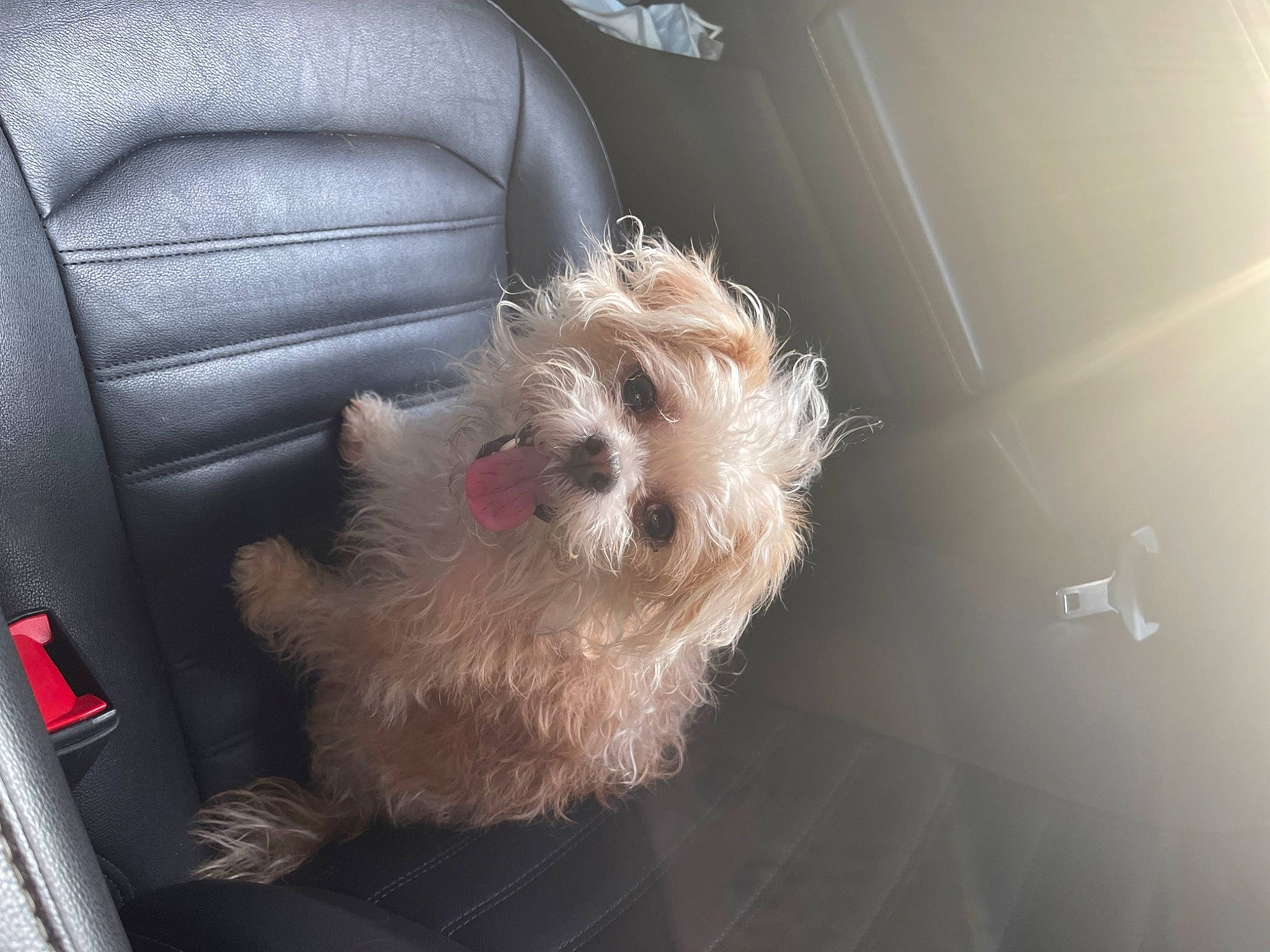 Diva is registered to the contest to win money with this photo: canidae, car, car_seat, car_seat_cover, carnivore, companion_dog, dog, dog_breed, family_car, fawn, fur, head_restraint, small_terrier, snout, sporting_group, terrier, toy_dog, vehicle, vehicle_door, working_animal