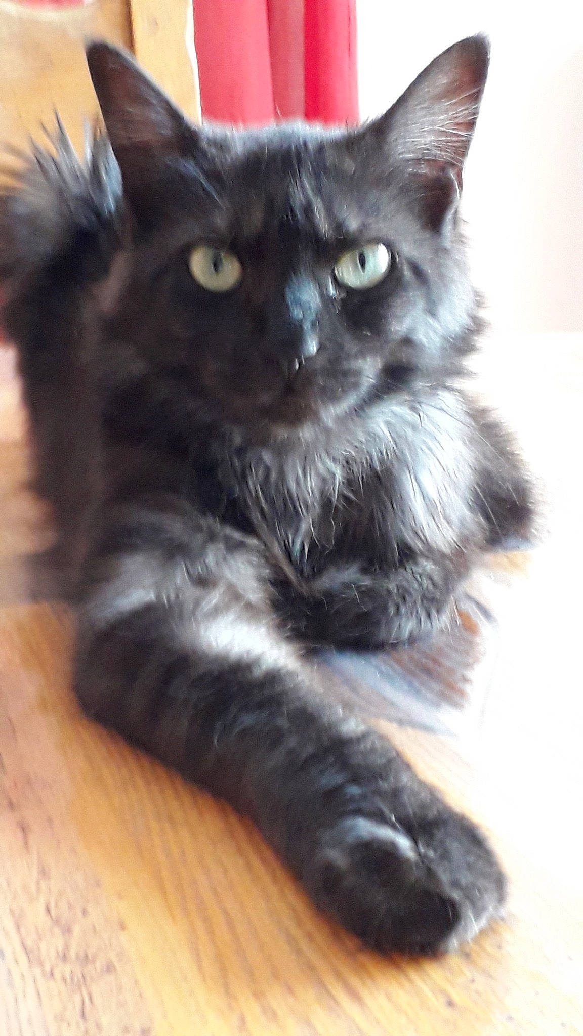 Ava participe au concours pour gagner de l'argent avec cette photo : asian, asian_semi_longhair, black_cat, british_semi_longhair, carnivore, cat, claw, domestic_long_haired_cat, felidae, kitten, maine_coon, mammal, nebelung, norwegian_forest_cat, polydactyl_cat, small_to_medium_sized_cats, snout, vertebrate, whiskers