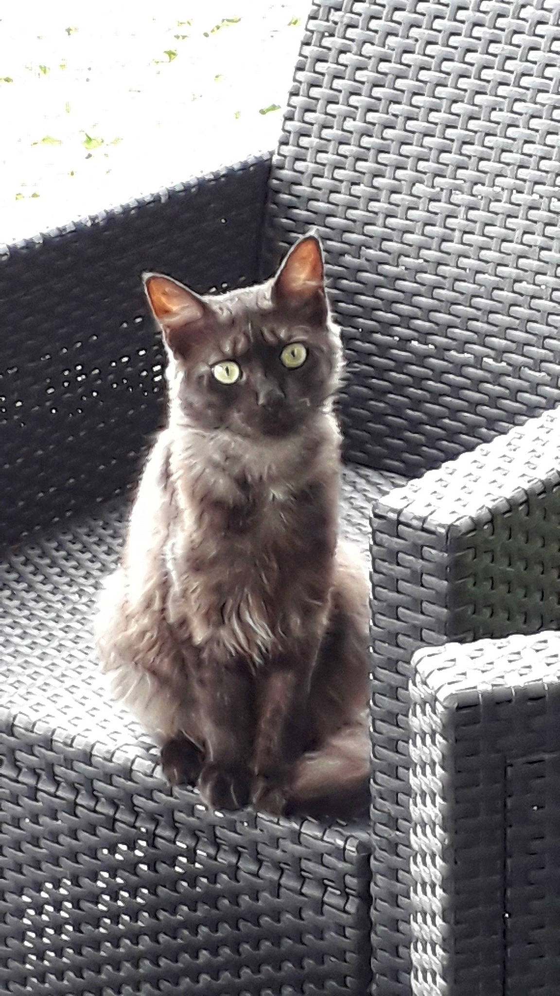 Ava a rejoint le concours — aidez-le/la à gagner de superbes lots ! aegean_cat, asian, black_cat, burmese, carnivore, cat, chartreux, domestic_short_haired_cat, european_shorthair, felidae, german_rex, kitten, korat, mammal, nebelung, ojos_azules, polydactyl_cat, small_to_medium_sized_cats, vertebrate, whiskers