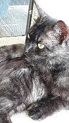 Ava participe au concours pour gagner de l'argent avec cette photo : black_cat, british_longhair, british_semi_longhair, british_shorthair, carnivore, cat, domestic_long_haired_cat, domestic_short_haired_cat, european_shorthair, felidae, kitten, korat, maine_coon, nebelung, norwegian_forest_cat, persian, polydactyl_cat, small_to_medium_sized_cats, snout, whiskers