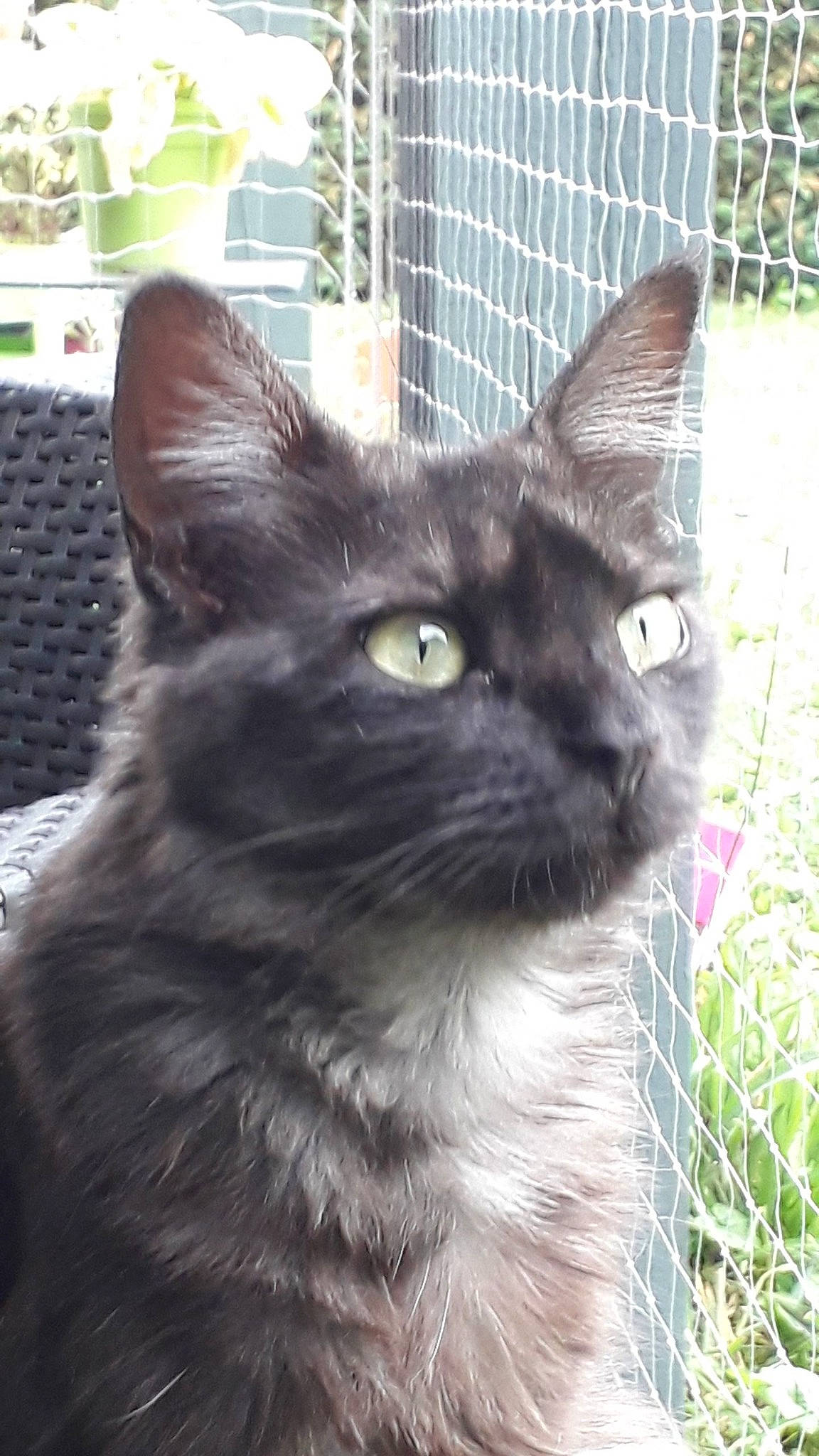 Ava a rejoint le concours — aidez-le/la à gagner de superbes lots ! asian, black_cat, burmese, carnivore, cat, domestic_long_haired_cat, domestic_short_haired_cat, felidae, javanese, kitten, korat, maine_coon, mammal, nebelung, oriental_longhair, small_to_medium_sized_cats, snout, turkish_angora, vertebrate, whiskers