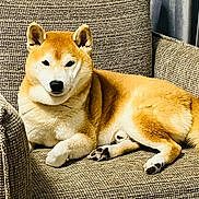 Jet Smooth a rejoint le concours — aidez-le/la à gagner de superbes lots ! animal, armchair, beige, canine, companion, cozy, dog, domestic, ears, fur, furniture, indoor, looking_at_camera, paw, pet, relaxing, resting, shiba_inu, tail, texture