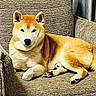 animal, armchair, beige, canine, companion, cozy, dog, domestic, ears, fur, furniture, indoor, looking_at_camera, paw, pet, relaxing, resting, shiba_inu, tail, texture