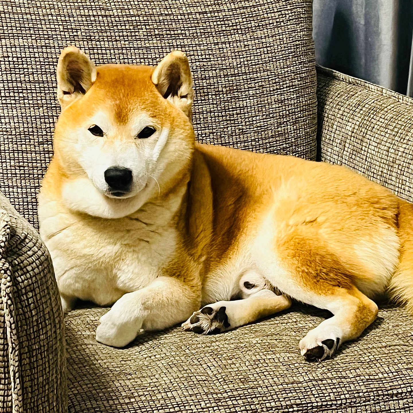 Jet Smooth a rejoint le concours — aidez-le/la à gagner de superbes lots ! animal, armchair, beige, canine, companion, cozy, dog, domestic, ears, fur, furniture, indoor, looking_at_camera, paw, pet, relaxing, resting, shiba_inu, tail, texture
