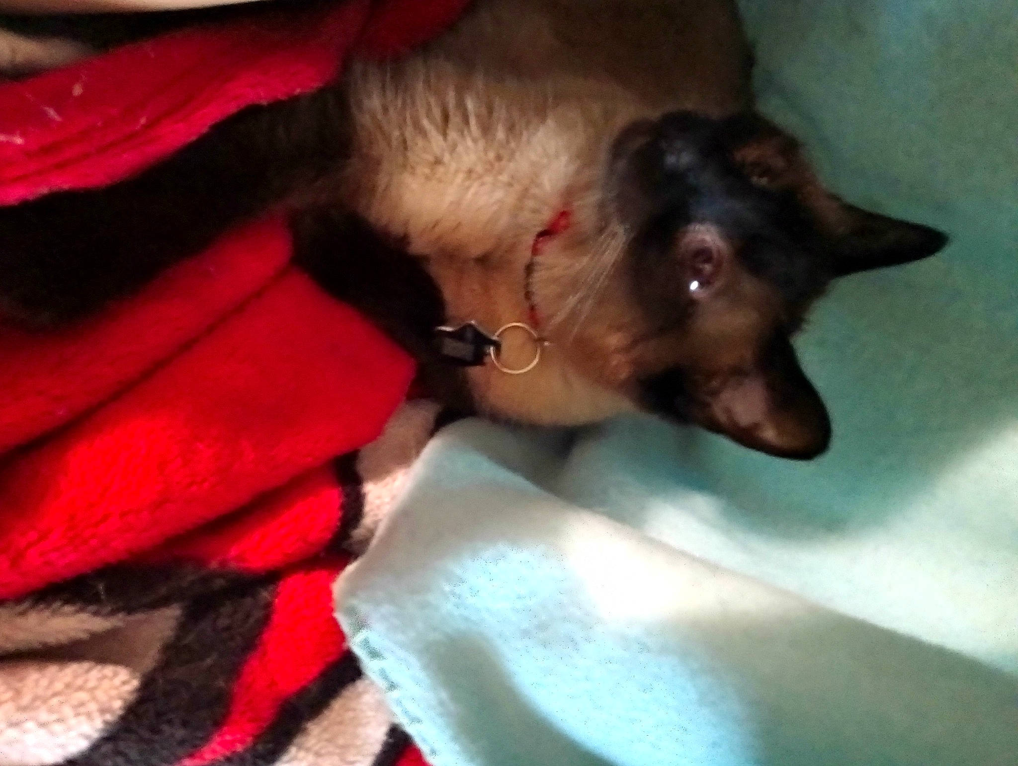 Lioness joined the competition — help win amazing prizes! bed, canidae, carnivore, comfort, companion_dog, dog, dog_breed, dog_supply, ear, fawn, fur, linens, liver, non_sporting_group, paw, snout, sporting_group, toy_dog, whiskers, working_animal