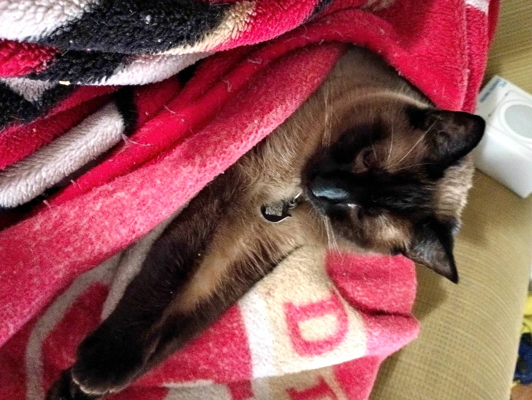 Lioness is registered to the contest to win money with this photo: bag, bat, carmine, carnivore, cat, cat_supply, claw, comfort, domestic_short_haired_cat, fashion_accessory, felidae, fur, human_leg, leather_jacket, linens, magenta, small_to_medium_sized_cats, textile, vertebrate, whiskers