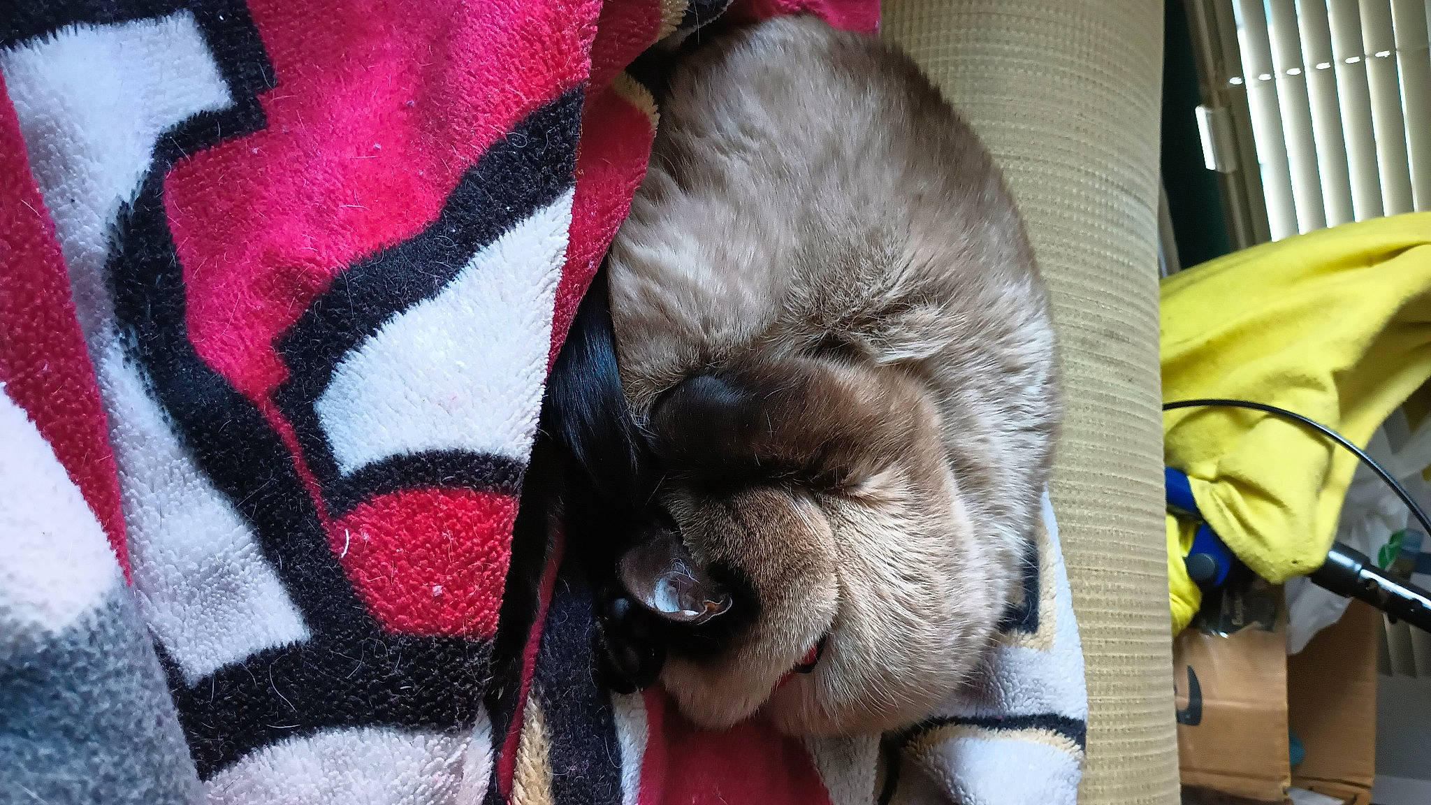 Lioness joined the competition — help win amazing prizes! canidae, carmine, carnivore, cat, claw, comfort, companion_dog, dog_breed, ear, fawn, felidae, fur, linens, liver, pattern, small_to_medium_sized_cats, snout, sporting_group, whiskers, wrinkle