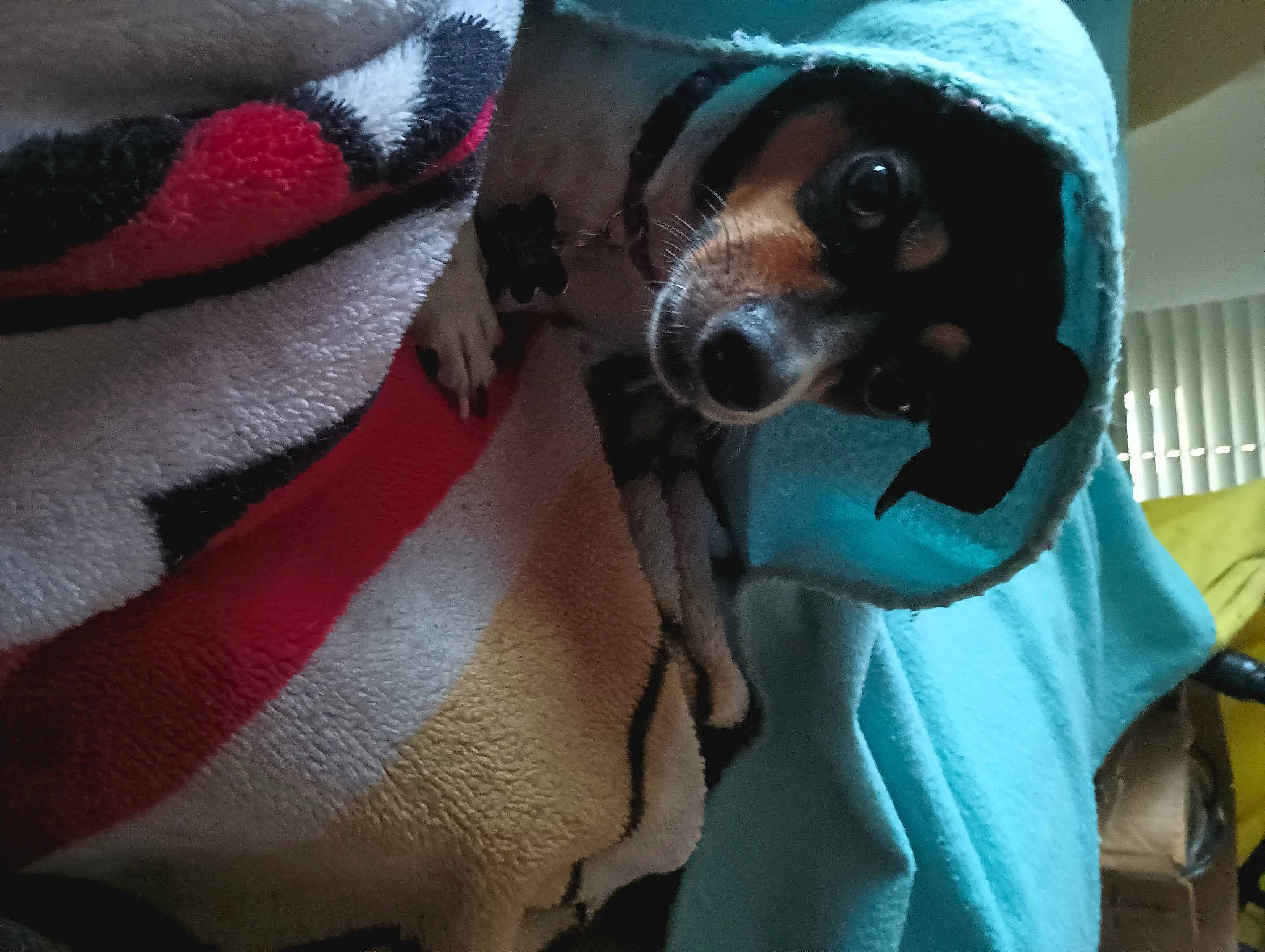 Tesla is registered to the contest to win money with this photo: carmine, carnivore, collar, comfort, companion_dog, dog, dog_breed, dog_supply, eyewear, fur, hat, linens, seat_belt, snout, sporting_group, sunglasses, textile, toy_dog, whiskers, working_animal