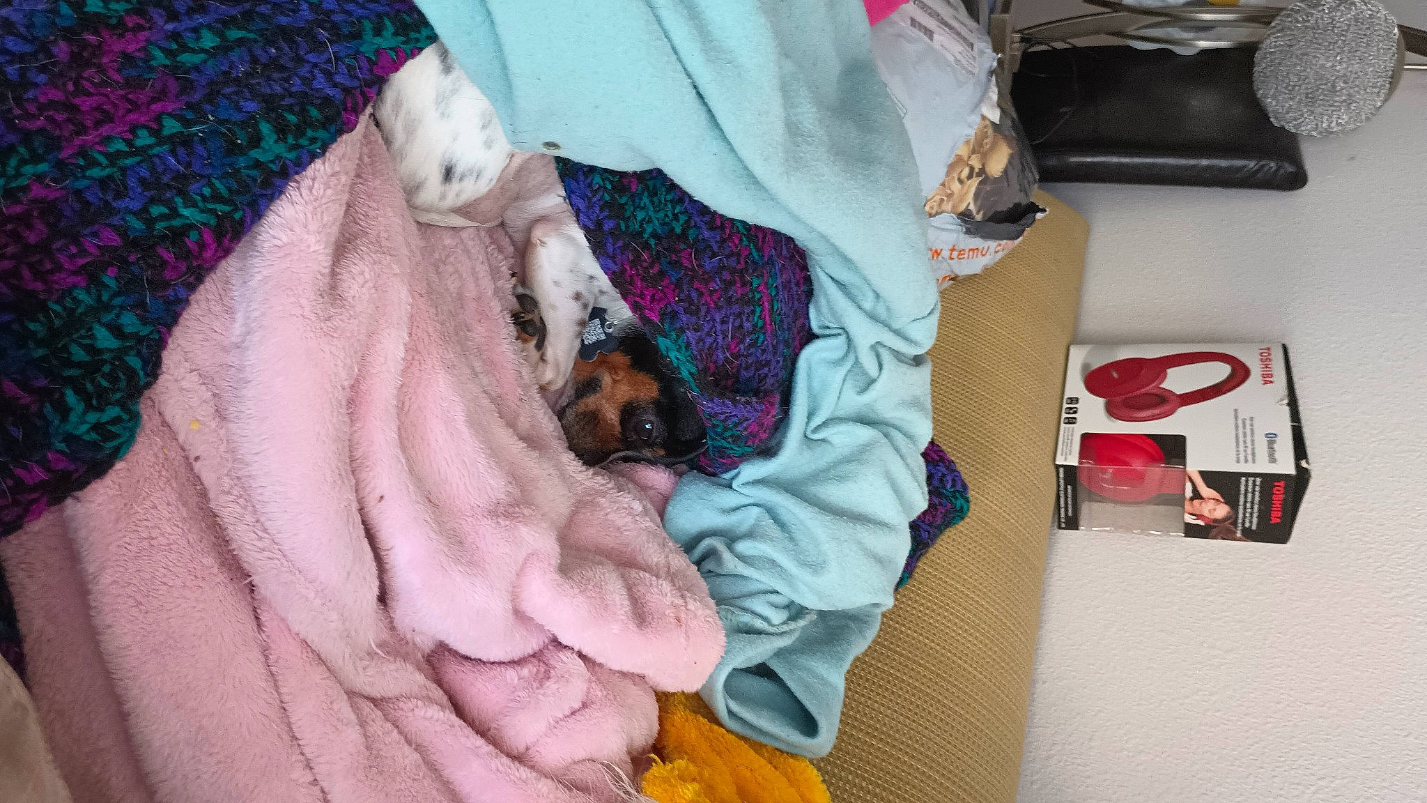 Tesla joined the competition — help win amazing prizes! canidae, carnivore, comfort, companion_dog, dog, dog_breed, dog_supply, fawn, felidae, fur, linens, magenta, nap, pink, purple, small_to_medium_sized_cats, snout, sporting_group, toy_dog, working_animal