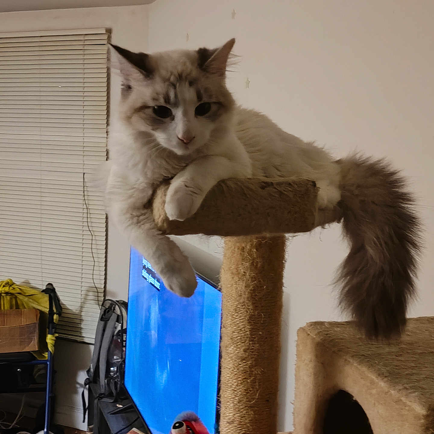 Precious is registered to the contest to win money with this photo: abyssinian, animal, cat, clothing, computerhardware, couch, electronics, entertainmentcenter, footwear, furniture, hardware, indoors, monitor, pet, screen, shelf, shoe, siamese, tv, wood