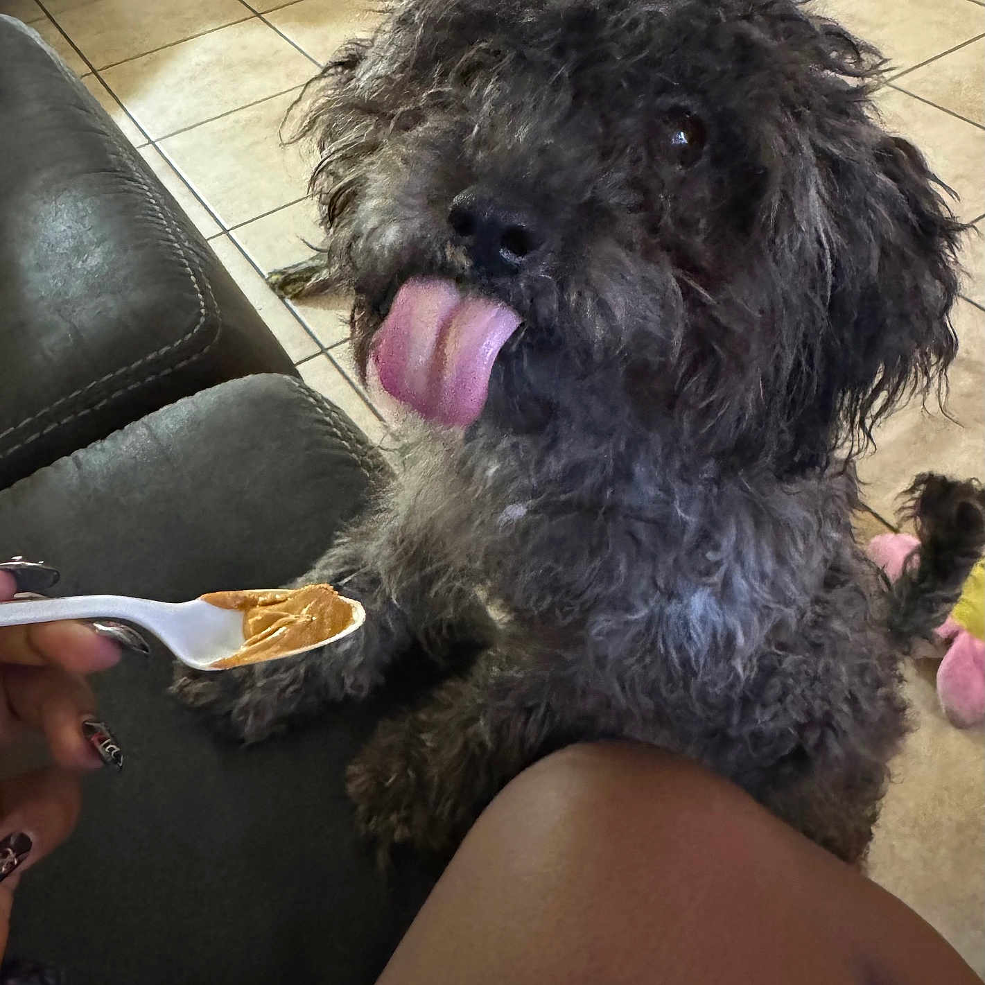 Duke is registered to the contest to win money with this photo: animal, brown_fur, couch, curly_fur, cute, dog, floor, furniture, hand, indoor, knee, nail_art, peanut_butter, pet, sitting, spoon, tile_floor, tongue, toy, waiting