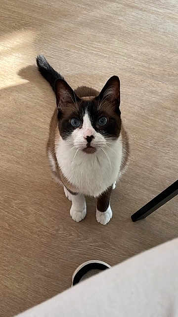 Moustache