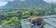 Luna Blue joined the competition — help win amazing prizes! cat, tabby_cat, rooftop, mountains, greenery, trees, nature, outdoor, animal, pet, sky, clouds, landscape, foliage, relaxing, wildlife, scenery, daytime, leaf, plant