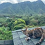 cat, tabby_cat, rooftop, mountains, greenery, trees, nature, outdoor, animal, pet, sky, clouds, landscape, foliage, relaxing, wildlife, scenery, daytime, leaf, plant