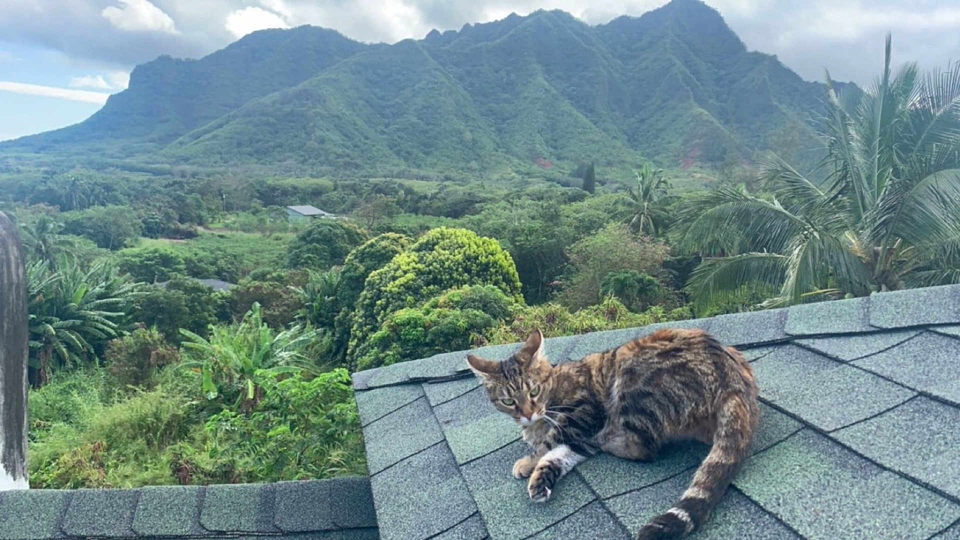 Luna Blue joined the competition — help win amazing prizes! cat, tabby_cat, rooftop, mountains, greenery, trees, nature, outdoor, animal, pet, sky, clouds, landscape, foliage, relaxing, wildlife, scenery, daytime, leaf, plant