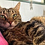 Luna Blue is registered to the contest to win money with this photo: cat, tabby, close_up, green_eyes, fur, whiskers, relaxed, indoor, pet, animal, mammal, sleepy, cozy, soft_light, portrait, feline, resting, cute, domestic_animal
