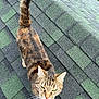 Luna Blue is registered to the contest to win money with this photo: cat, tabby, roof, shingles, outdoor, animal, pet, whiskers, tail, fur, green, black, texture, daylight, curious, looking_up, closeup, nature, domestic_cat, mammal