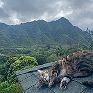 Luna Blue is registered to the contest to win money with this photo: cat, tabby_cat, rooftop, mountains, cloudy_sky, trees, greenery, nature, relaxed, outdoor, animal, pet, fur, wildlife, scenic, landscape, leafy, tropical, peaceful, daytime