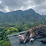 cat, tabby_cat, rooftop, mountains, cloudy_sky, trees, greenery, nature, relaxed, outdoor, animal, pet, fur, wildlife, scenic, landscape, leafy, tropical, peaceful, daytime