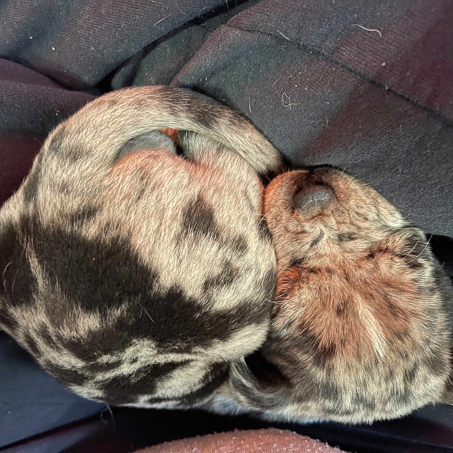 Harley is registered to the contest to win money with this photo: canidae, cap, carnivore, comfort, companion_dog, dog, dog_breed, fawn, foot, fur, grey, liver, snout, sporting_group, tail, terrestrial_animal, textile, whiskers, wool, woolen