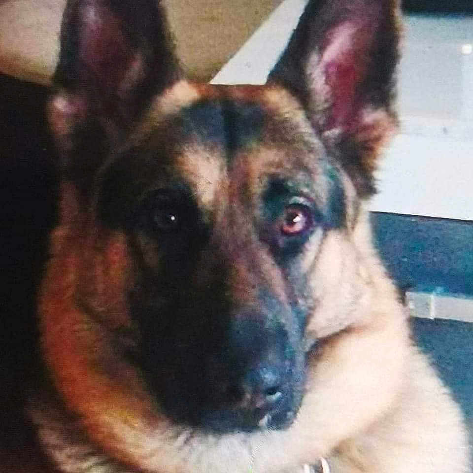 Dominique Renard participe au concours pour gagner de l'argent avec cette photo : dog, german_shepherd, pet, close_up, portrait, ears, eyes, fur, indoor, sitting, attentive, muzzle, collar, canine, animal, companion, face, looking_at_camera, brown, black