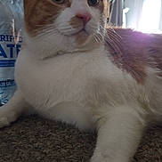 Rocky is registered to the contest to win money with this photo: cat, orange_and_white, carpet, indoor, pet, animal, water_bottle, purified_water, closeup, feline, whiskers, curious, relaxed, natural_light, home, domestic, fur, large_eyes, laying_down, background_blur