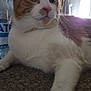 cat, orange_and_white, carpet, indoor, pet, animal, water_bottle, purified_water, closeup, feline, whiskers, curious, relaxed, natural_light, home, domestic, fur, large_eyes, laying_down, background_blur