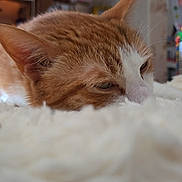 Rocky is registered to the contest to win money with this photo: animal, blurred_background, cat, close_up, cozy, ear, face, feline, fluffy_surface, fur, ginger_cat, home, indoor, pet, relaxed, resting, sleepy, soft_texture, whiskers, white_fur