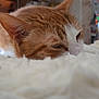 animal, blurred_background, cat, close_up, cozy, ear, face, feline, fluffy_surface, fur, ginger_cat, home, indoor, pet, relaxed, resting, sleepy, soft_texture, whiskers, white_fur