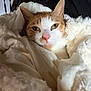 Rocky joined the competition — help win amazing prizes! cat, orange_cat, white_cat, pet, animal, feline, blanket, cozy, soft, sleepy, indoors, fur, closeup, resting, cute, domestic_cat, whiskers, pink_nose, warm, comfortable