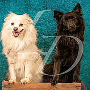 Hogun Pearl a rejoint le concours — aidez-le/la à gagner de superbes lots ! animal, black_dog, canine, companion, cream_dog, cute, dog, fluffy, friendly, furry, indoor, looking_at_camera, pet, photography, portrait, sitting, studio, teal_background, two_dogs, wooden_crate