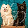 animal, black_dog, canine, companion, cream_dog, cute, dog, fluffy, friendly, furry, indoor, looking_at_camera, pet, photography, portrait, sitting, studio, teal_background, two_dogs, wooden_crate