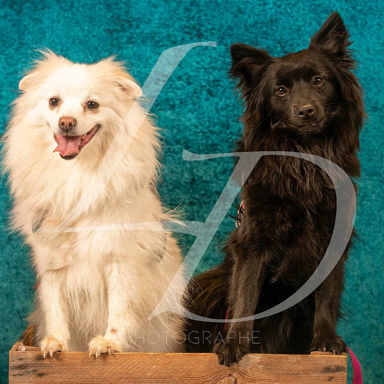 Hogun Pearl a rejoint le concours — aidez-le/la à gagner de superbes lots ! animal, black_dog, canine, companion, cream_dog, cute, dog, fluffy, friendly, furry, indoor, looking_at_camera, pet, photography, portrait, sitting, studio, teal_background, two_dogs, wooden_crate