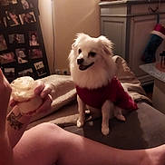Hogun a rejoint le concours — aidez-le/la à gagner de superbes lots ! dog, white_dog, pet, red_sweater, couch, person, hand, sandwich, living_room, photographs, wall, stocking, christmas_decor, furniture, blanket, tattoo, foot, warm_lighting, home, cozy