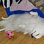 dog, white_dog, fluffy, sleeping, lying_down, ball, toy, wooden_floor, indoor, cushion, mat, pet, canine, resting, playful, cozy, domestic, fur, animal, home