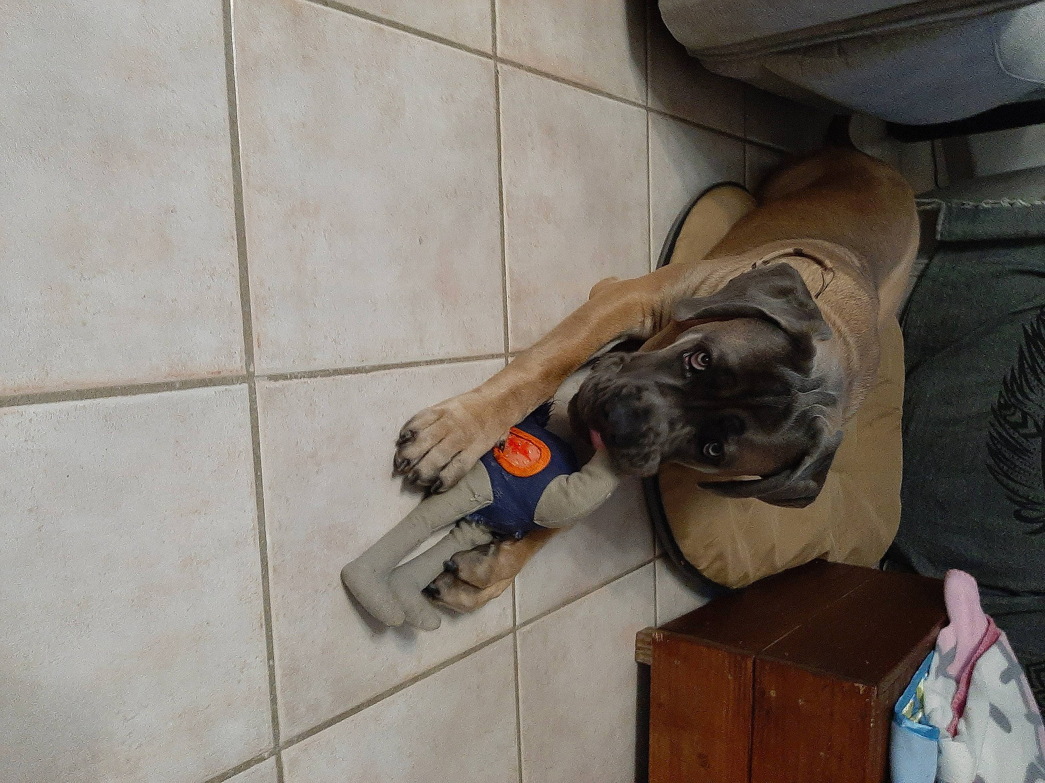 Tango participe au concours pour gagner de l'argent avec cette photo : art, bag, box, cabinetry, dog_breed, flooring, fur, glove, human_leg, luggage_and_bags, personal_protective_equipment, room, sculpture, sporting_group, wood