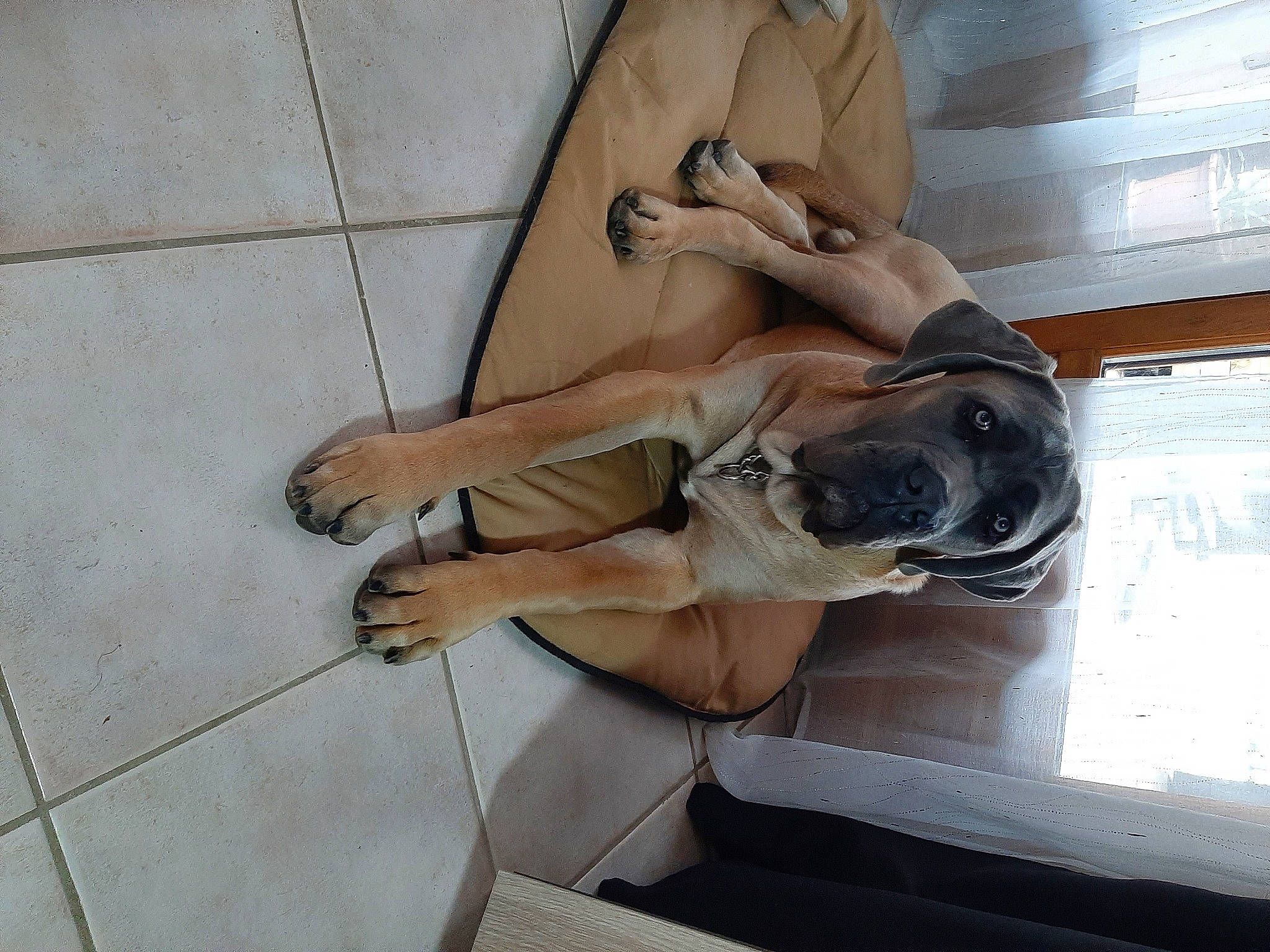 Tango participe au concours pour gagner de l'argent avec cette photo : carnivore, companion_dog, dog, dog_breed, eyewear, fawn, flooring, foot, guard_dog, hardwood, human_leg, knee, paw, sporting_group, sunglasses, tail, thigh, window, wood, working_animal