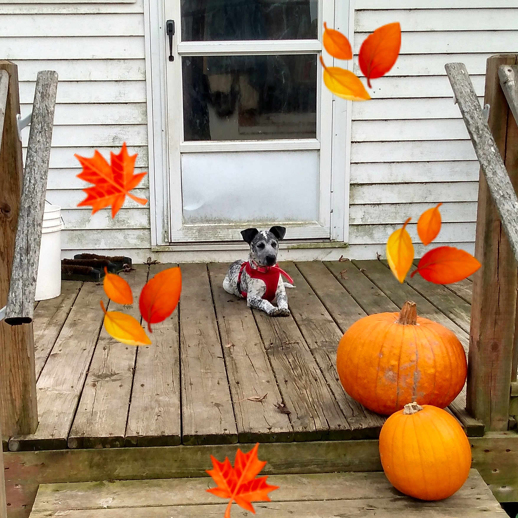 Spotty joined the competition — help win amazing prizes! calabaza, cucurbita, deck, fruit, gourd, home, house, interior_design, leaf, orange, plant, porch, pumpkin, room, table, vegetable, vegetarian_food, window, winter_squash, yard