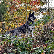 Bucky is registered to the contest to win money with this photo: animal, canine, dog, grove, husky, jungle, land, leaf, nature, outdoors, pet, plant, rainforest, rock, snow, tree, treetrunk, vegetation, wilderness, woodland