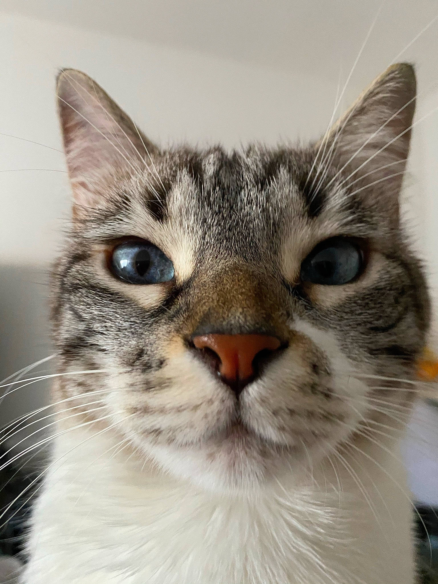 Hyris participe au concours pour gagner de l'argent avec cette photo : carnivore, cat, domestic_short_haired_cat, felidae, fur, iris, paw, small_to_medium_sized_cats, snout, terrestrial_animal, tree, whiskers, window