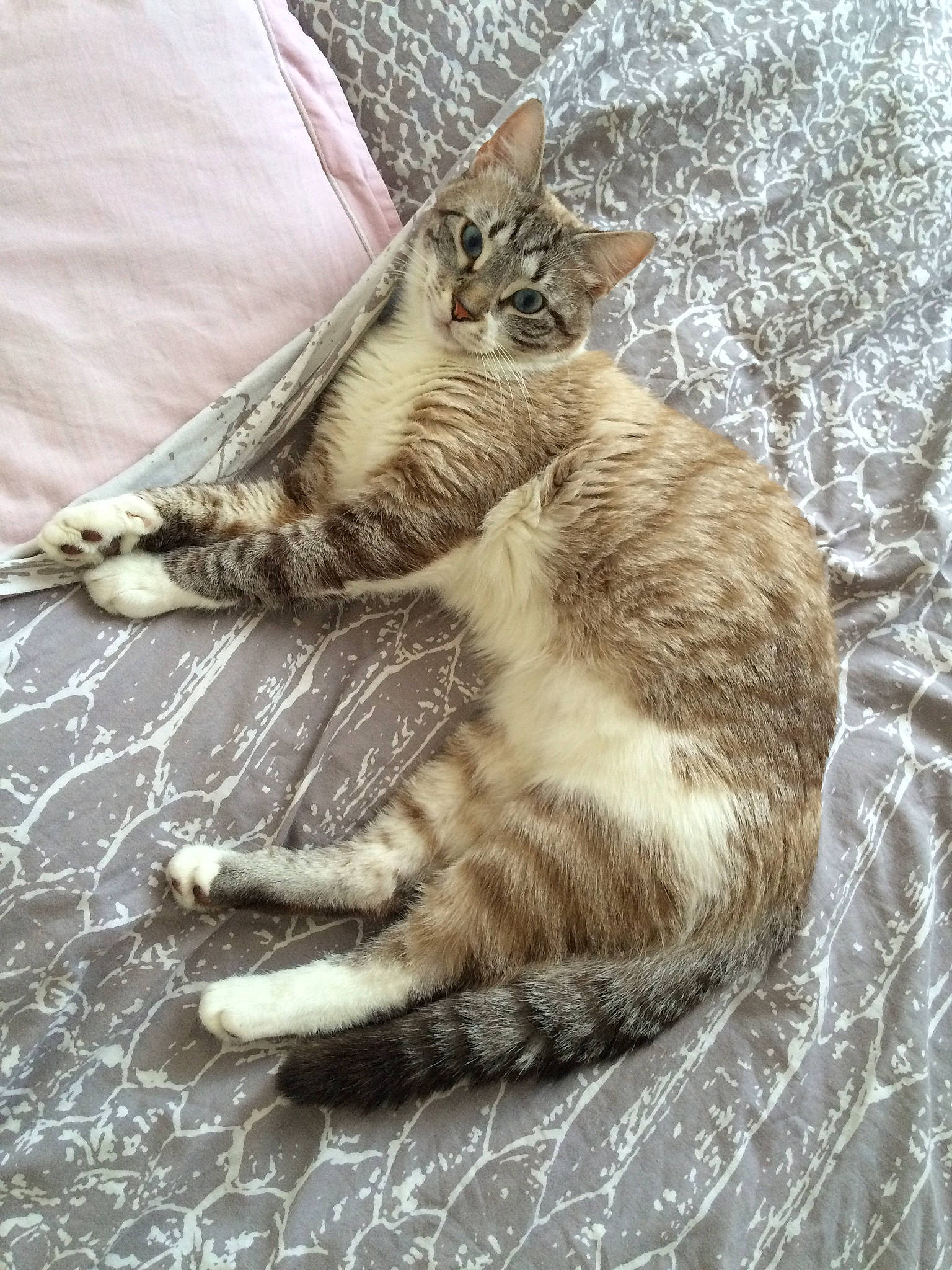 Hyris a rejoint le concours — aidez-le/la à gagner de superbes lots ! carnivore, cat, claw, comfort, domestic_short_haired_cat, fawn, felidae, fur, linens, nap, paw, sitting, small_to_medium_sized_cats, snout, tail, terrestrial_animal, whiskers