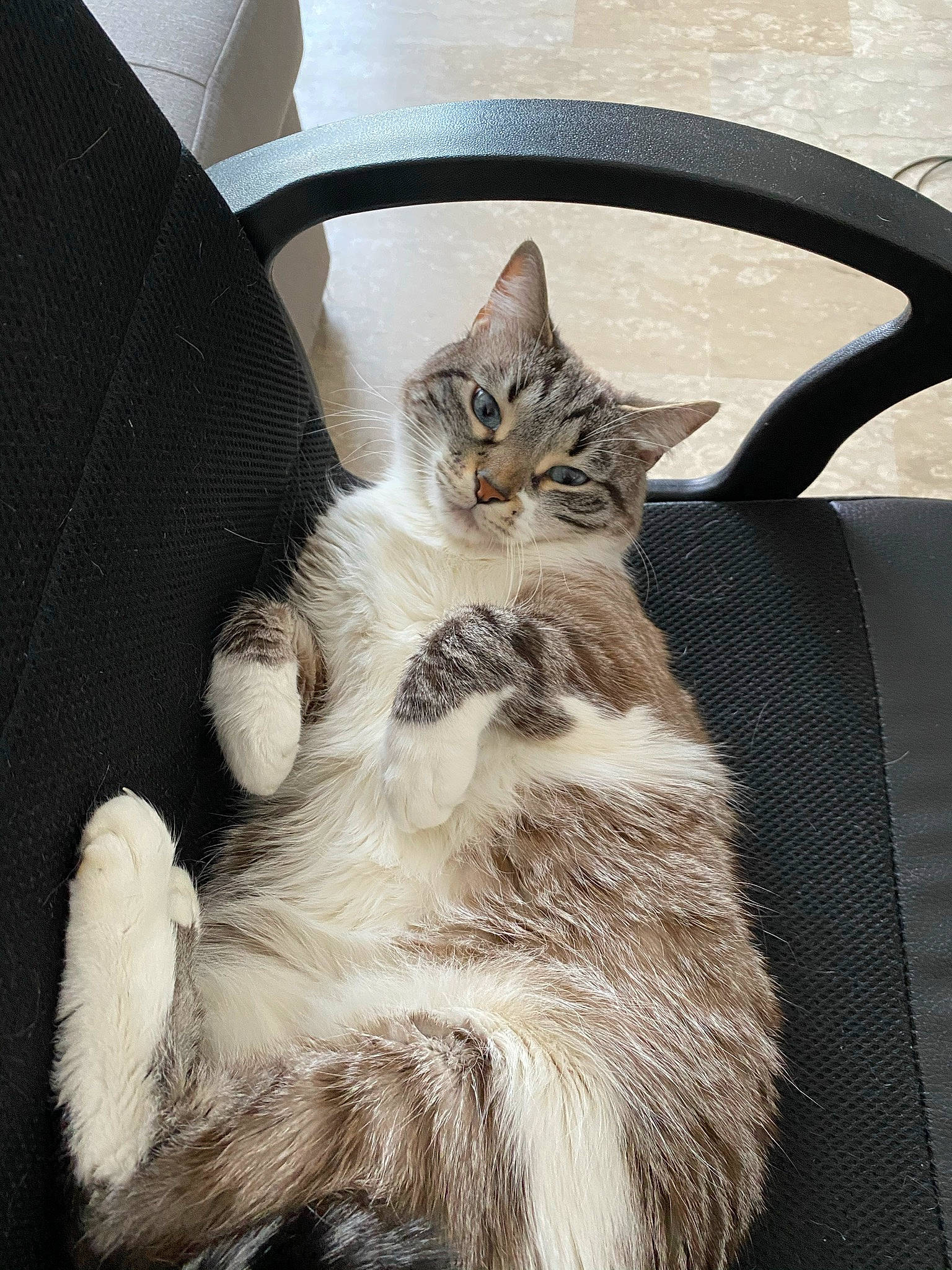 Hyris participe au concours pour gagner de l'argent avec cette photo : carnivore, cat, cat_supply, chair, claw, comfort, couch, domestic_short_haired_cat, fawn, felidae, fur, grey, paw, small_to_medium_sized_cats, snout, tail, tree, whiskers, window, wood