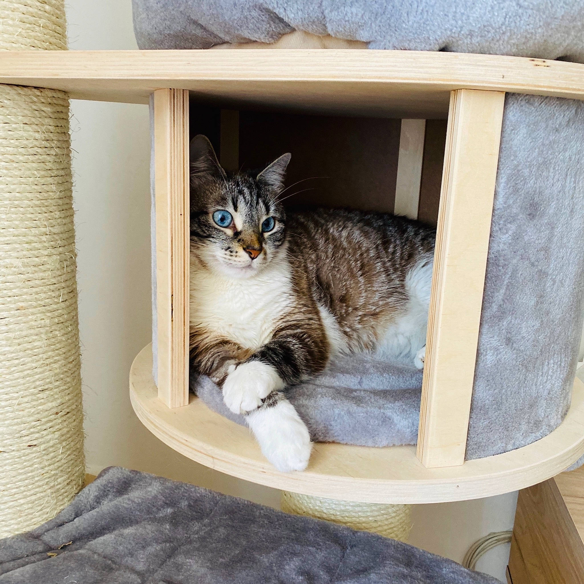 Hyris participe au concours pour gagner de l'argent avec cette photo : bookcase, carnivore, cat, cat_bed, cat_furniture, cat_supply, comfort, felidae, grey, hardwood, pet_supply, shelf, shelving, small_to_medium_sized_cats, table, tail, vertebrate, whiskers, window, wood
