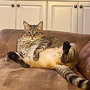 Millie is registered to the contest to win money with this photo: cat, tabby, pet, animal, feline, couch, indoor, relaxed, cute, belly_up, striped, home, living_room, fur, whiskers, ears, tail, paws, looking, resting