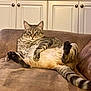 cat, tabby, pet, animal, feline, couch, indoor, relaxed, cute, belly_up, striped, home, living_room, fur, whiskers, ears, tail, paws, looking, resting