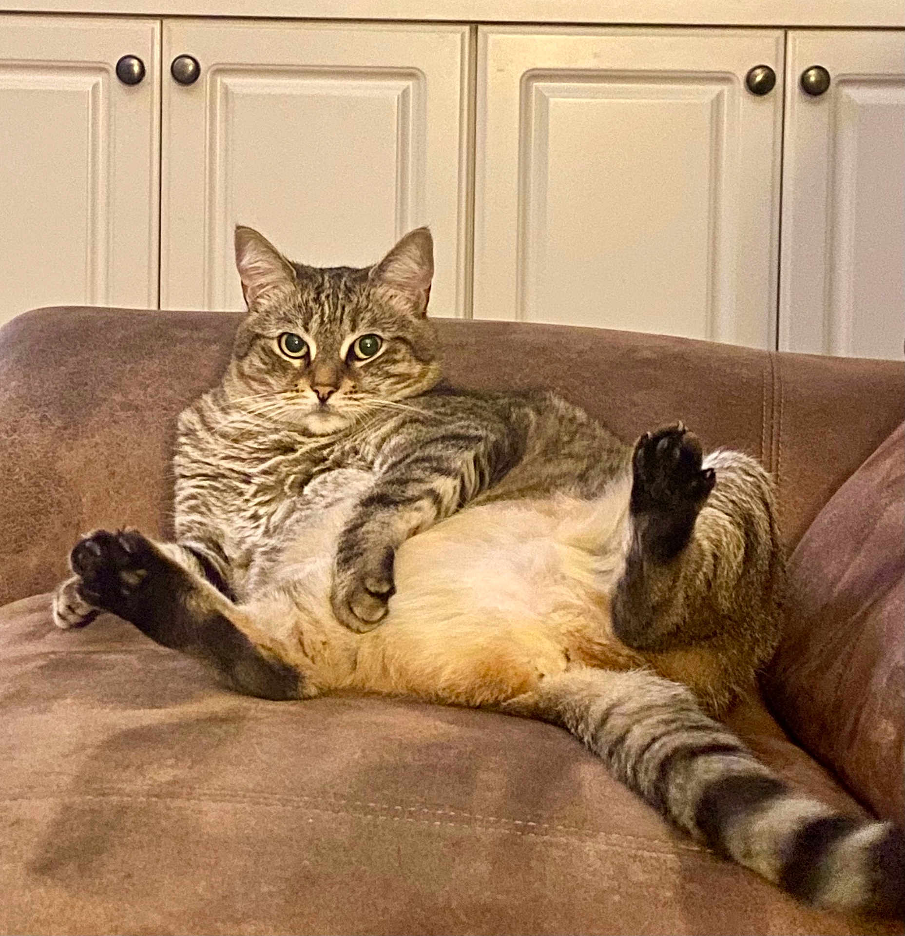 Millie is registered to the contest to win money with this photo: cat, tabby, pet, animal, feline, couch, indoor, relaxed, cute, belly_up, striped, home, living_room, fur, whiskers, ears, tail, paws, looking, resting