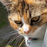 Linda a rejoint le concours — aidez-le/la à gagner de superbes lots ! cat, animal, pet, whiskers, fur, collar, bell, outdoor, greenery, curious, closeup, ears, eyes, nose, sunlight, nature, mammal, domestic, feline, portrait