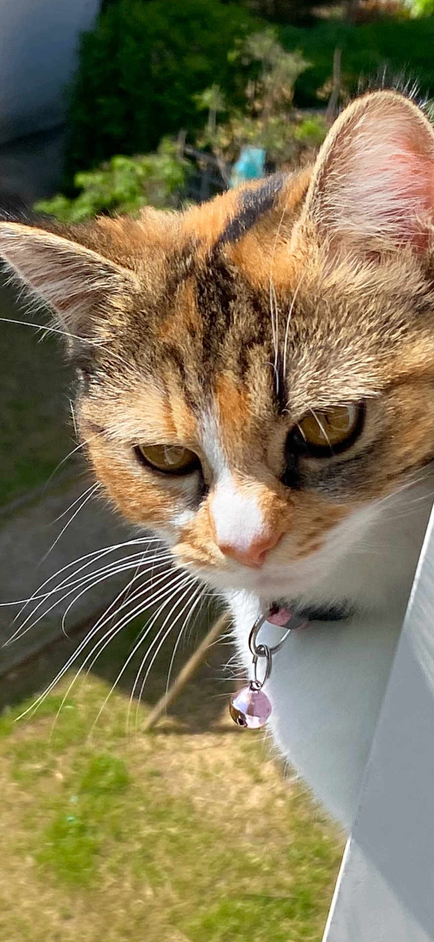 Linda a rejoint le concours — aidez-le/la à gagner de superbes lots ! cat, animal, pet, whiskers, fur, collar, bell, outdoor, greenery, curious, closeup, ears, eyes, nose, sunlight, nature, mammal, domestic, feline, portrait