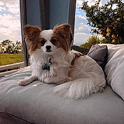 Alinta Bindi participe au concours pour gagner de l'argent avec cette photo : animal, comfort, couch, cozy, daylight, dog, ears, fluffy, fur, greenery, home, indoor, nature, papillon, pet, plant, portrait, relaxing, sunlight, window